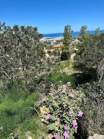 A coastal landscape with dense shrubbery, purple flowers, and a distant view of a town by the sea. 4