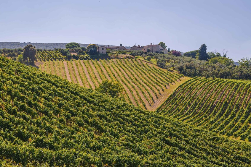 A vineyard with rows of grapevines and a few buildings in the background. 2