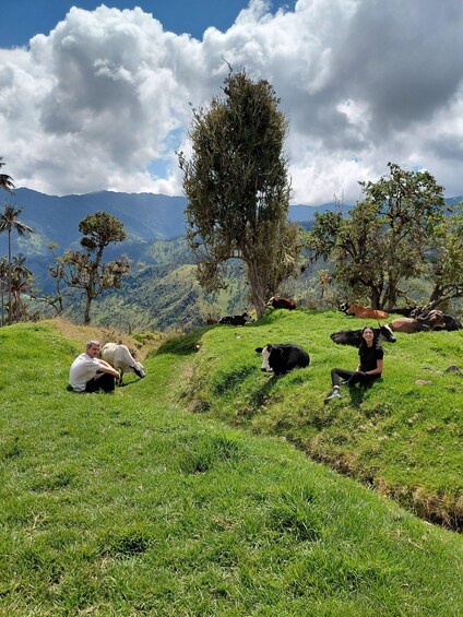 A group of people sitting on a grassy hillside with cows, surrounded by trees and mountains. 3