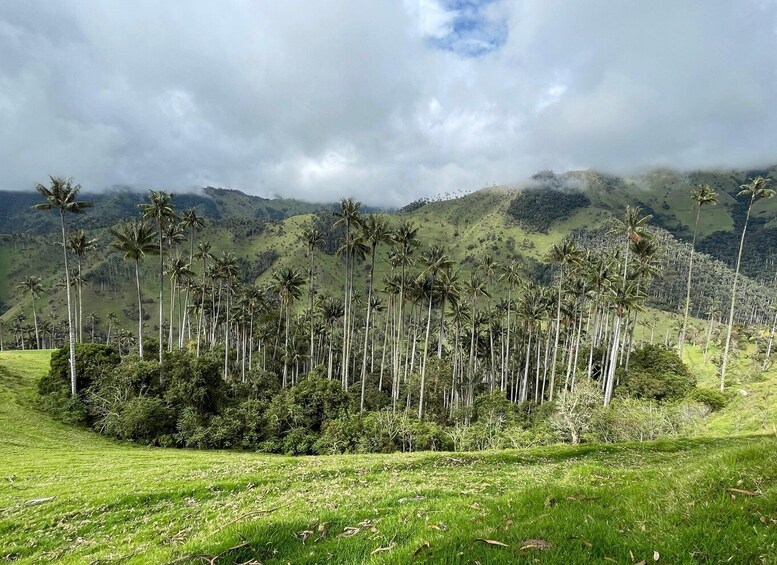 A landscape with a grassy foreground, a cluster of tall palm trees, and a mountainous backdrop under a cloudy sky. 1