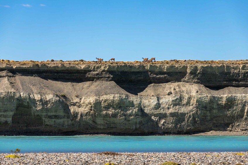 A coastal cliff with a clear blue sea and a group of camels on the top. 2