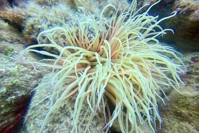 Anemone 2