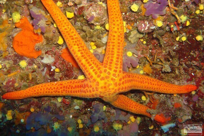 Starfish 4
