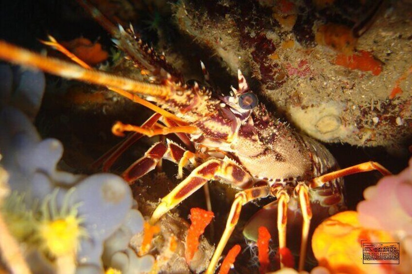 A lobster with prominent claws and antennae, surrounded by marine flora. 2