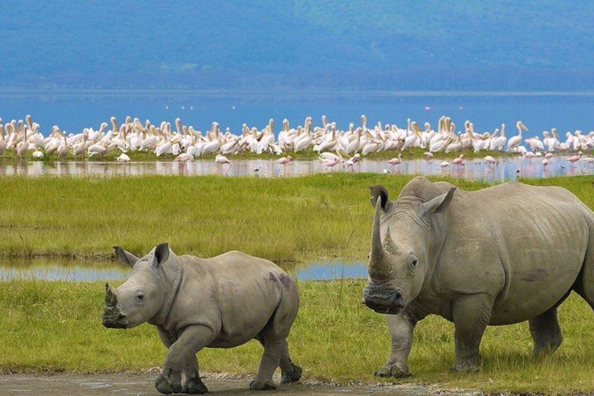 Two rhinos in a grassy area with a flock of flamingos in the background. 2
