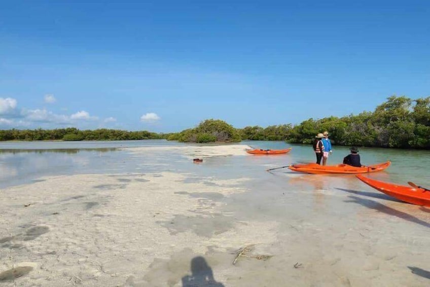 Holbox mangrove kayak tour 5