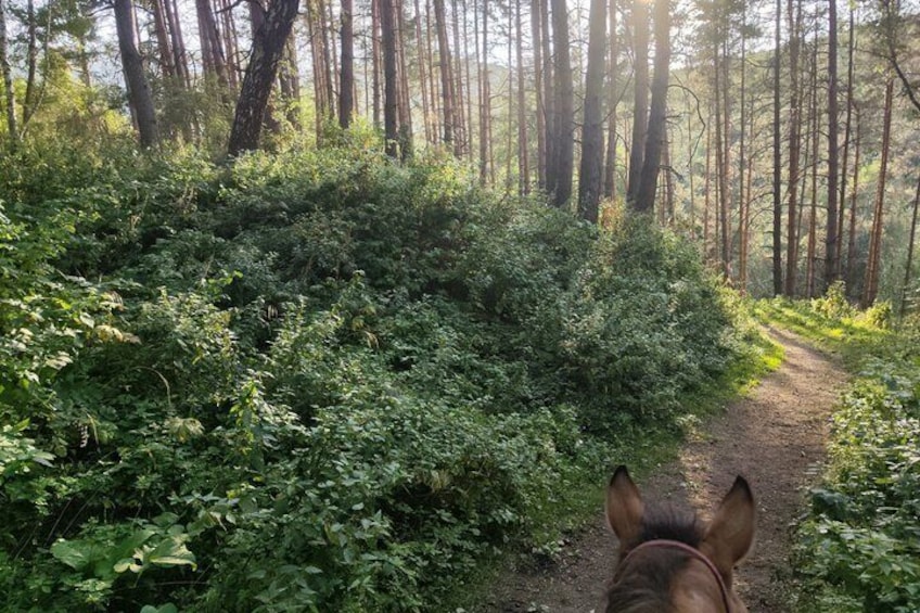 Scenic Horseback Riding Experience in Ile-Alatau National Park 2