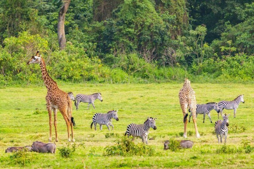 A giraffe and zebras in a grassy field with trees in the background. 1