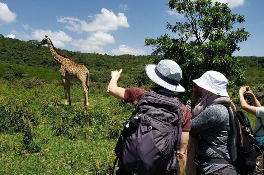 Arusha National Park Full-Day Safari 3