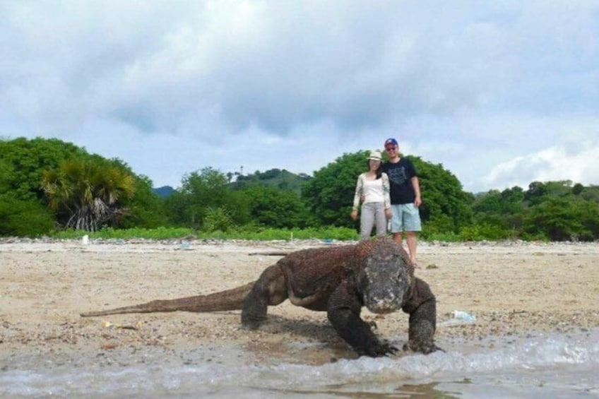A large marine creature on a beach with people standing nearby. 3