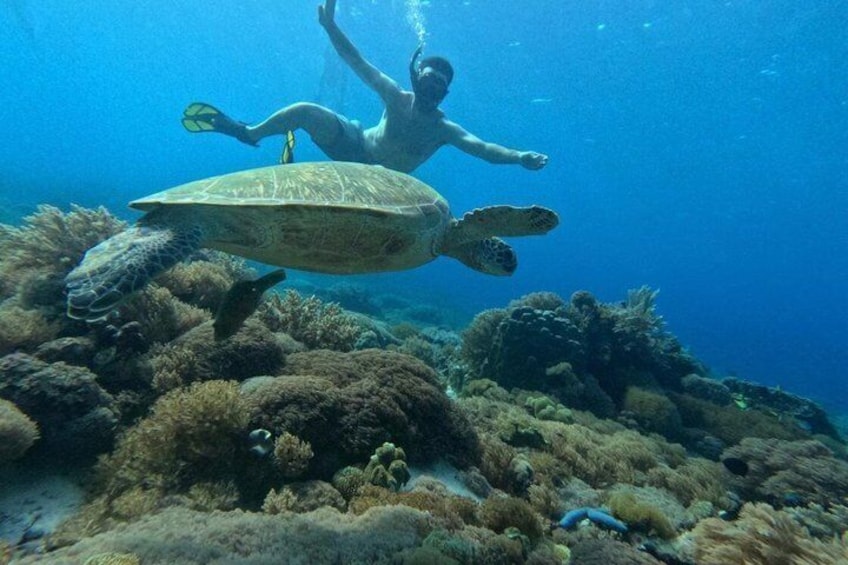 A diver swimming with a sea turtle and a coral reef in the background. 1
