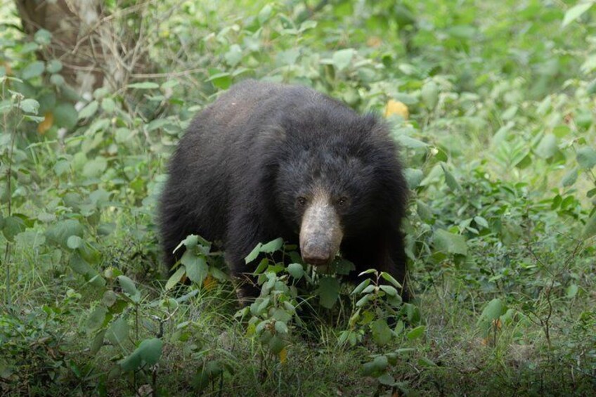 Un orso nero in una zona erbosa, circondato da fitta vegetazione. 1