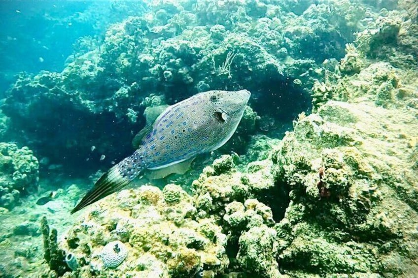 Island Snorkel Adventure 4