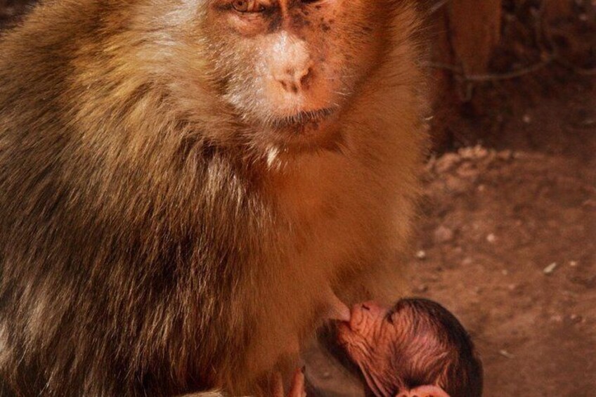Un singe avec son petit. 5