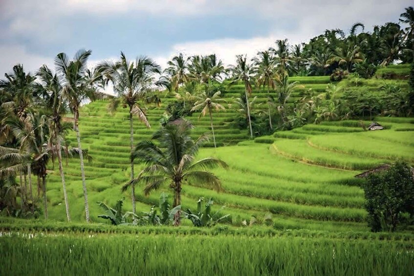 Lombok : Tetebatu village Walking Tour 1
