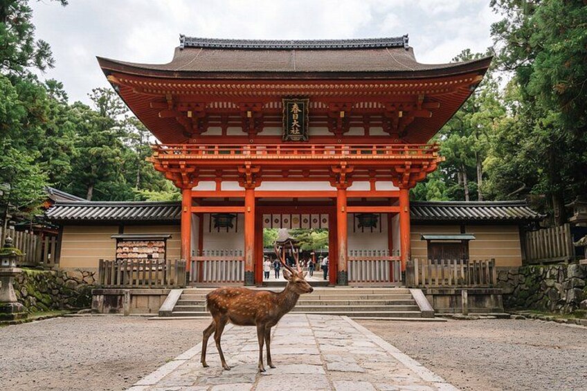 Nara Private Tour: Great Buddha, Park Deer & World Heritage 5