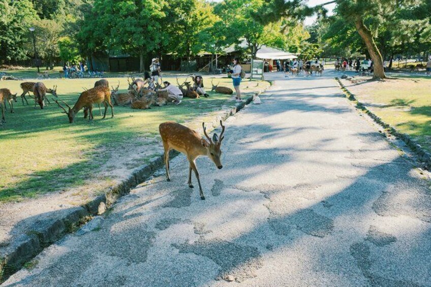 A deer in a park with people in the background. 2