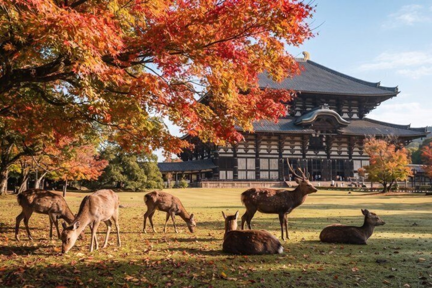 Nara Private Tour: Great Buddha, Park Deer & World Heritage 1