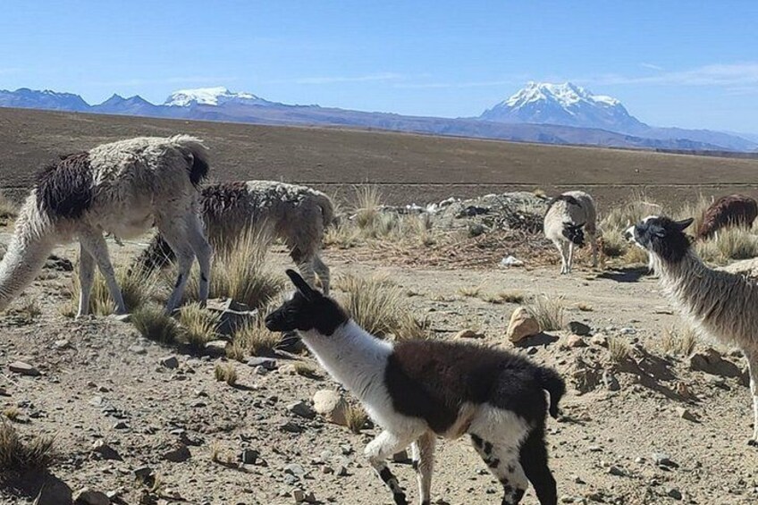 Chacaltaya Mountain and Valley of the Moon Tour in La Paz 5