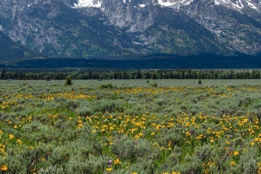 Ein Feld voller gelber Blumen, im Hintergrund Berge. 1