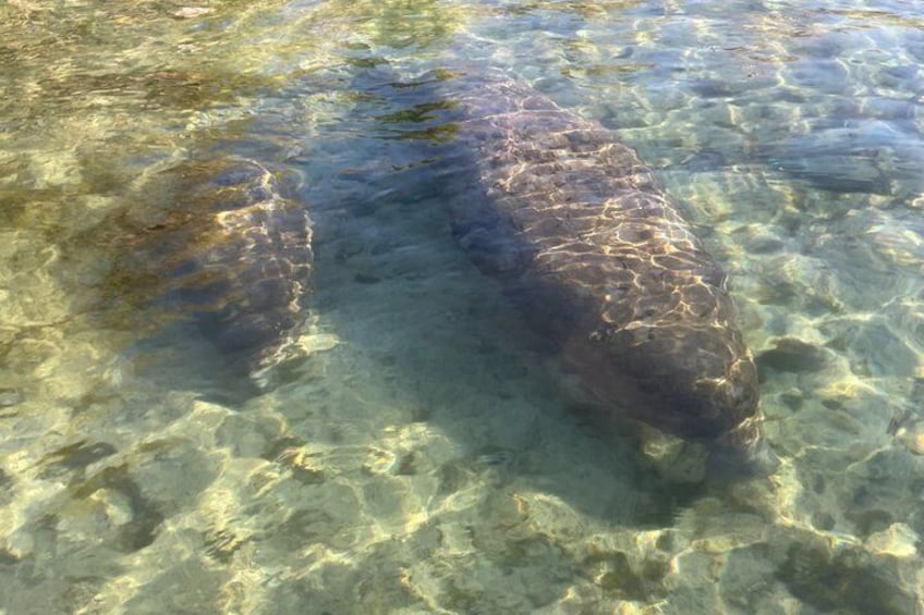 A large fish partially submerged in clear water. 2