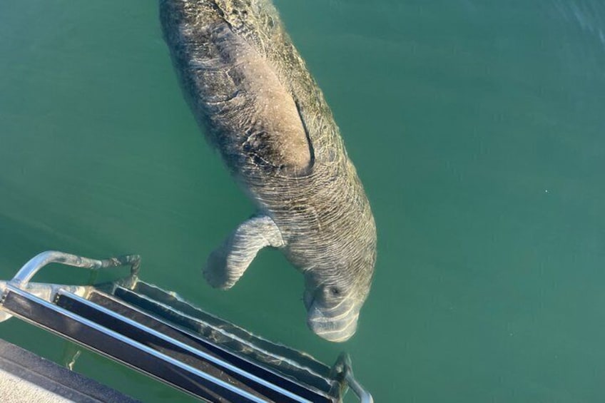 A manatee swimming near a boat's edge. 5