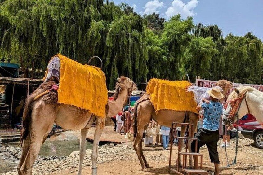 Private Ourika Valley and Atlas Mountains with Lunch 1