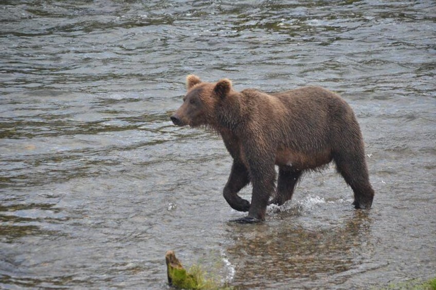 Un orso che cammina in un fiume. 1