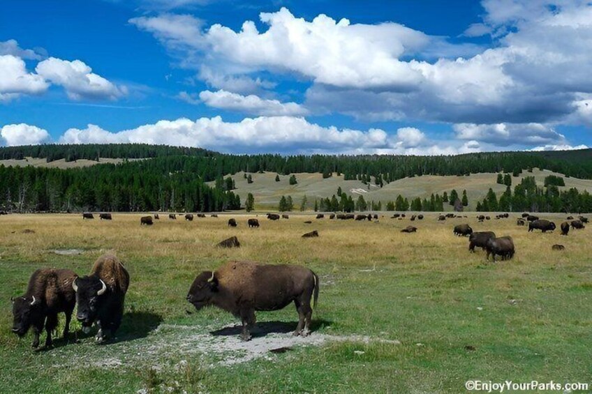 Un branco di bisonti pascola in un prato erboso con dolci colline e una catena montuosa boscosa sullo sfondo. 5