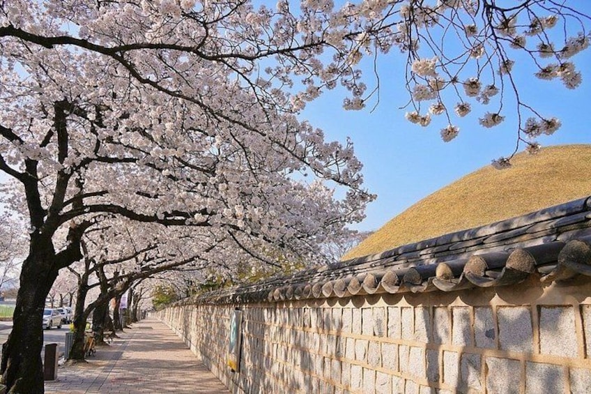 En stig som kantas av körsbärsträd, en stenmur och en traditionell koreansk takkonstruktion. 4