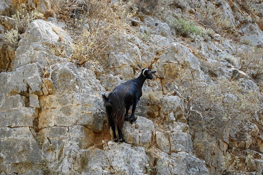 A black goat standing on rocky terrain. 3