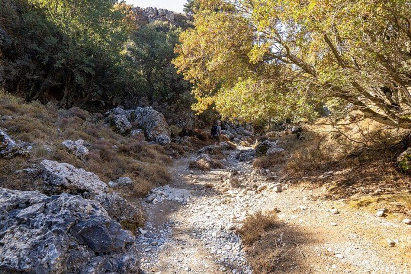 A rocky trail surrounded by trees with autumn foliage. 2