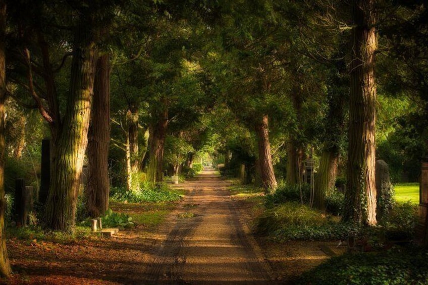A forested path with tall trees and a clear sky. 2