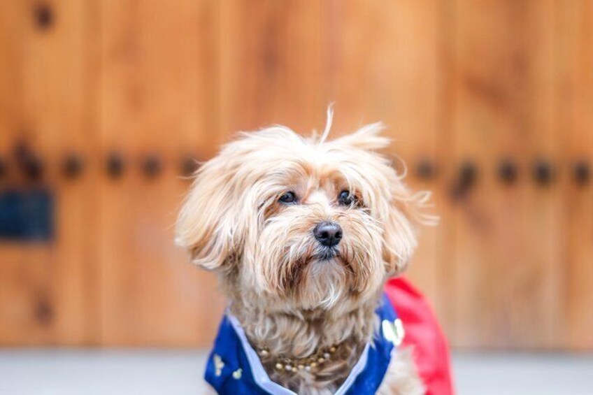 Un petit chien portant une tenue bleue et rouge. 1