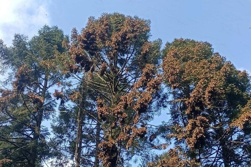 Une forêt avec de grands arbres et un ciel bleu dégagé. 3