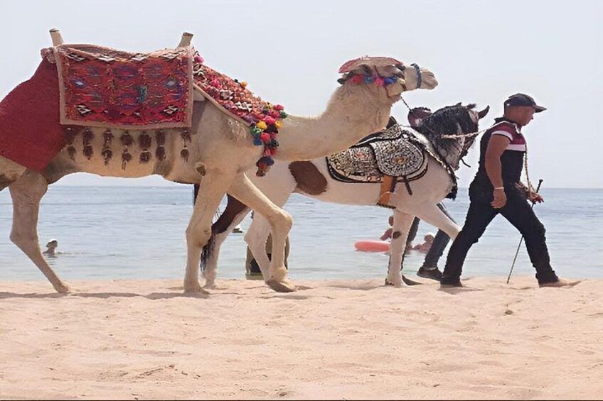 2 Hour Horse or Camel Riding in Marsa Alam Beach and Desert 1
