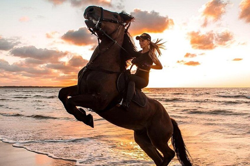2 Hour Horse or Camel Riding in Marsa Alam Beach and Desert 4