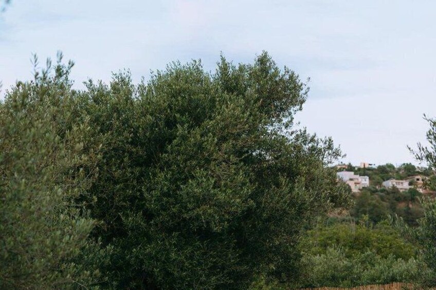 A dense olive tree grove with buildings in the background. 5