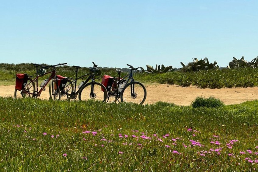 Bicycles parked in a field with pink flowers and a clear sky. 4