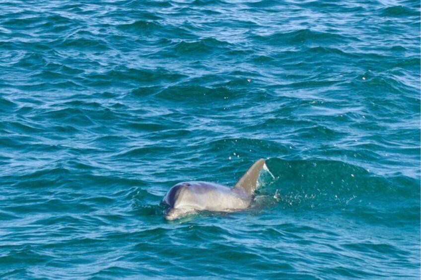 A dolphin swimming in the ocean. 1