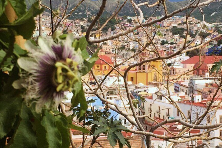 A cityscape with buildings, a church, and a flowering plant in the foreground. 3