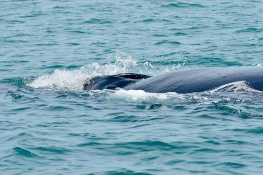 Whale Watching Tour, Dolphins & Snorkeling – Uvita, Costa Rica 5