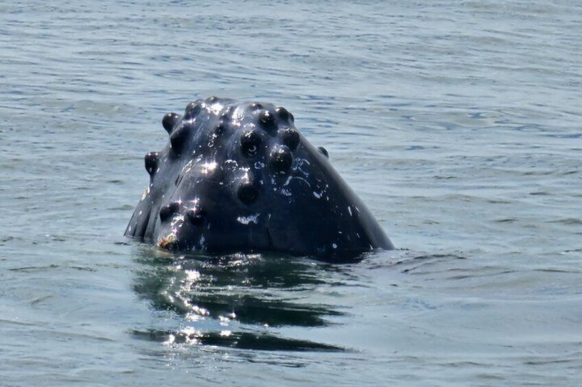 Whale Watching Tour, Dolphins & Snorkeling – Uvita, Costa Rica 3