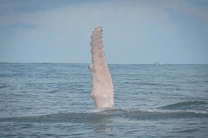 Whale Watching Tour, Dolphins & Snorkeling – Uvita, Costa Rica 3