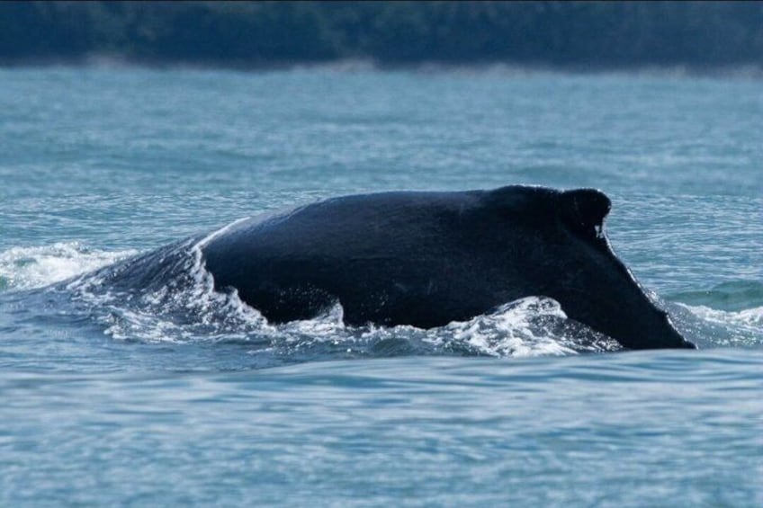 Whale Watching Tour, Dolphins & Snorkeling – Uvita, Costa Rica 4