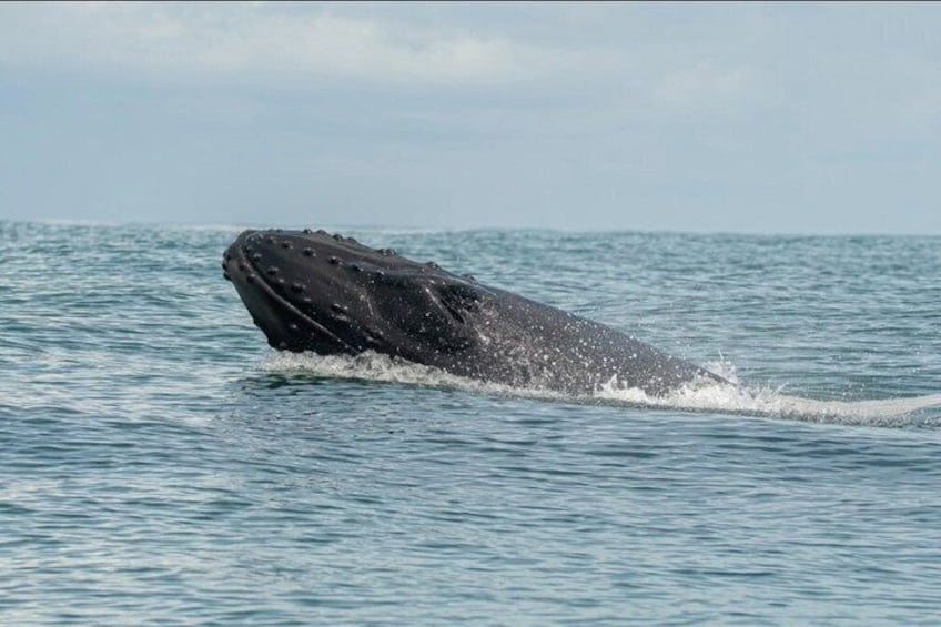 Whale Watching Tour, Dolphins & Snorkeling – Uvita, Costa Rica 2