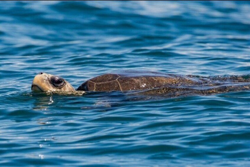 Whale Watching Tour, Dolphins & Snorkeling – Uvita, Costa Rica 4