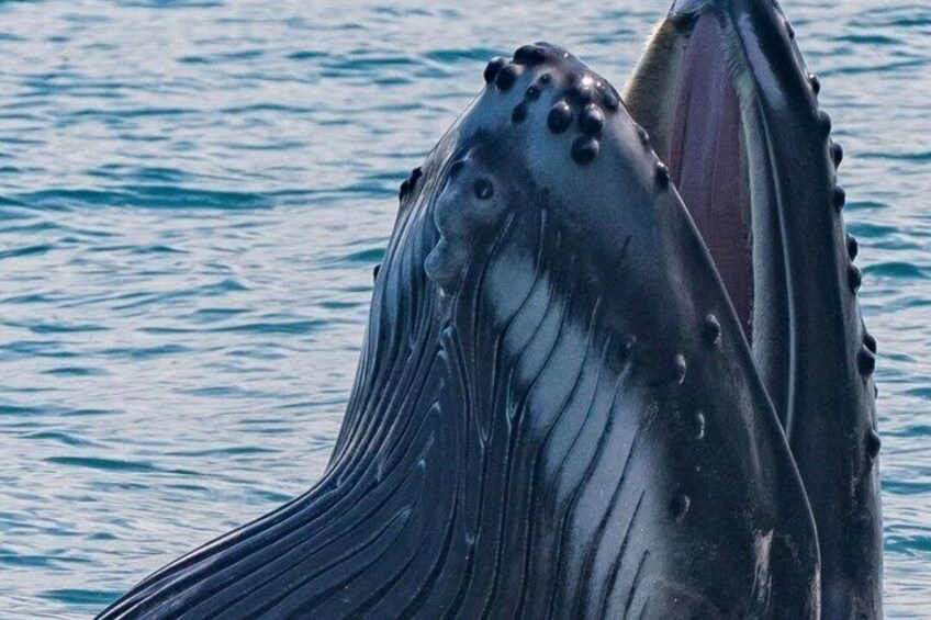 Whale Watching Tour, Dolphins & Snorkeling – Uvita, Costa Rica 2