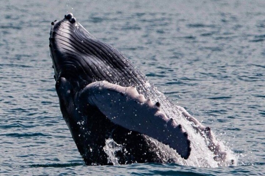 Whale Watching Tour, Dolphins & Snorkeling – Uvita, Costa Rica 3