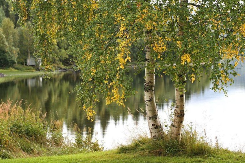 Árboles de abedul con hojas amarillas junto a un lago tranquilo. 2